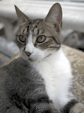 Nickaël - Dons et cotisations déductibles des impôts